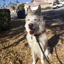 Rehome husky