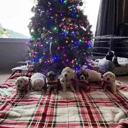 5 Farm Pups