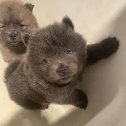 Chow chow puppies
