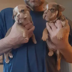 Olde English Bulldog puppies