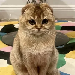1.5 Year Old Scottish Fold Perfect Health