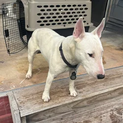Bull Terrier