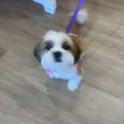 Shih Tzu puppies for sale