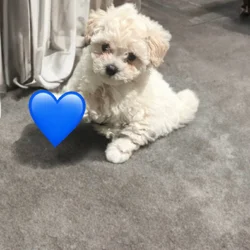 Precious Toy Poodle Puppies