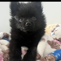 Pomeranian puppy for sale