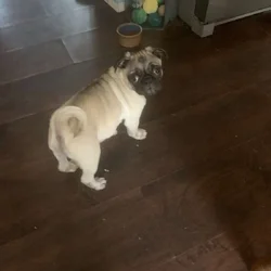 Pugs