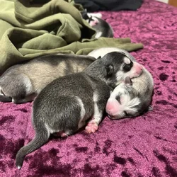 Husky