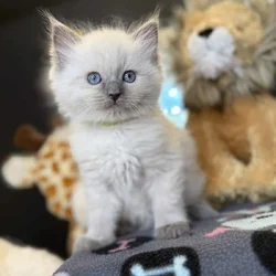 Blue Point Ragdoll Kittens