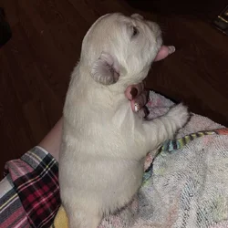Full Fluffy French bull dog