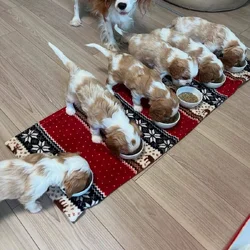 AKC Cavalier King Charles Spaniel Puppies Availabl