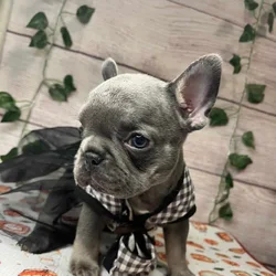 Frenchies