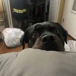 Help me find him a loving home