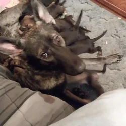 German shepherd puppies for sale
