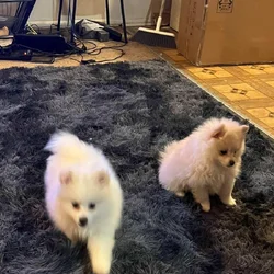 Pomeranian puppies for sale