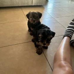 Yorkies