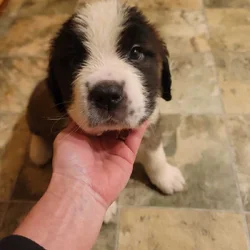 Saint Bernard puppies