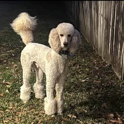 Full-Bred Registered Poodle – 4 Years Old – Kid-Fr