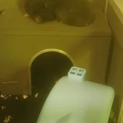 4 week old