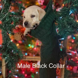 AKC Lab Puppies