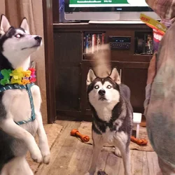 Huskys need good home 3 males.