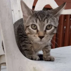 Kitten Needs a Forever Home!