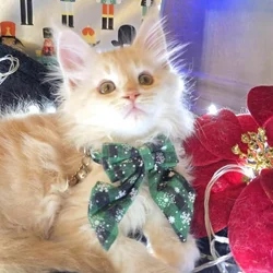 Moonshine- Purebred Maine Coon