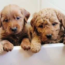 DOODLE PUPS
