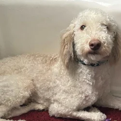 Poodle