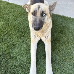 Needs home German/Husky