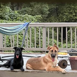 Two 11-Month-Old German Shepherds – Fully Vaccinat