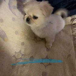 Pekingese puppies