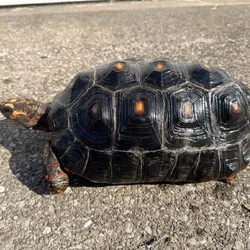 Cherry Head Tortoises