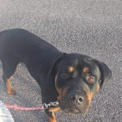 Rottweiler