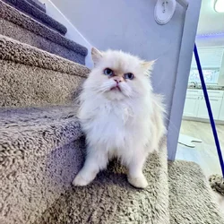 White male Persian