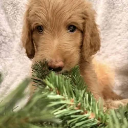 Golden Aussiedoodle