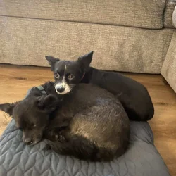 Dogs for sale (Pomchi breed)