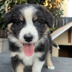 Male Aussie