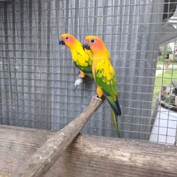 Sun conures