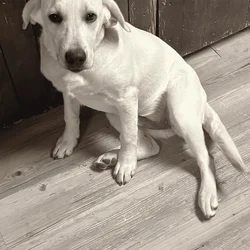 Female Lab