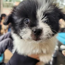 Shih-tzu puppies