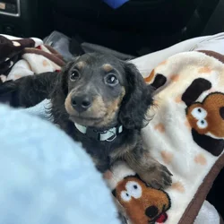 Puppy dachshund.