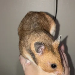 Syrian hamsters