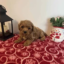 Male Cavapoo