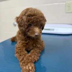 AKC Toy Poodle