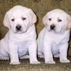 Labrador Puppies, Yellow, AKC Reg.