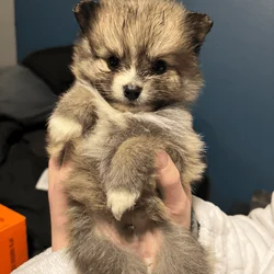 Poms for Christmas