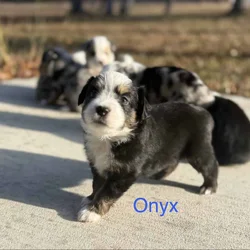 Mini Australian Shepard Puppy (Onyx)