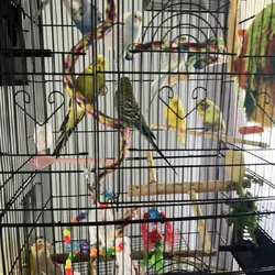 Flock of Beautiful Budgies and Accessories