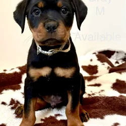 Akc German Rottweilers