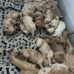 Golden doodle puppies